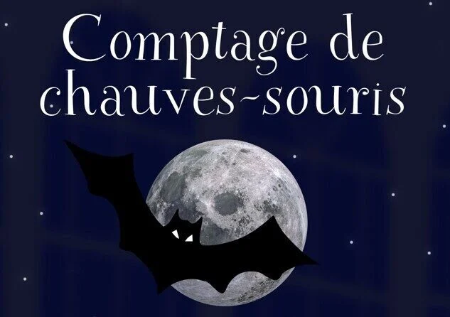 chauves souris