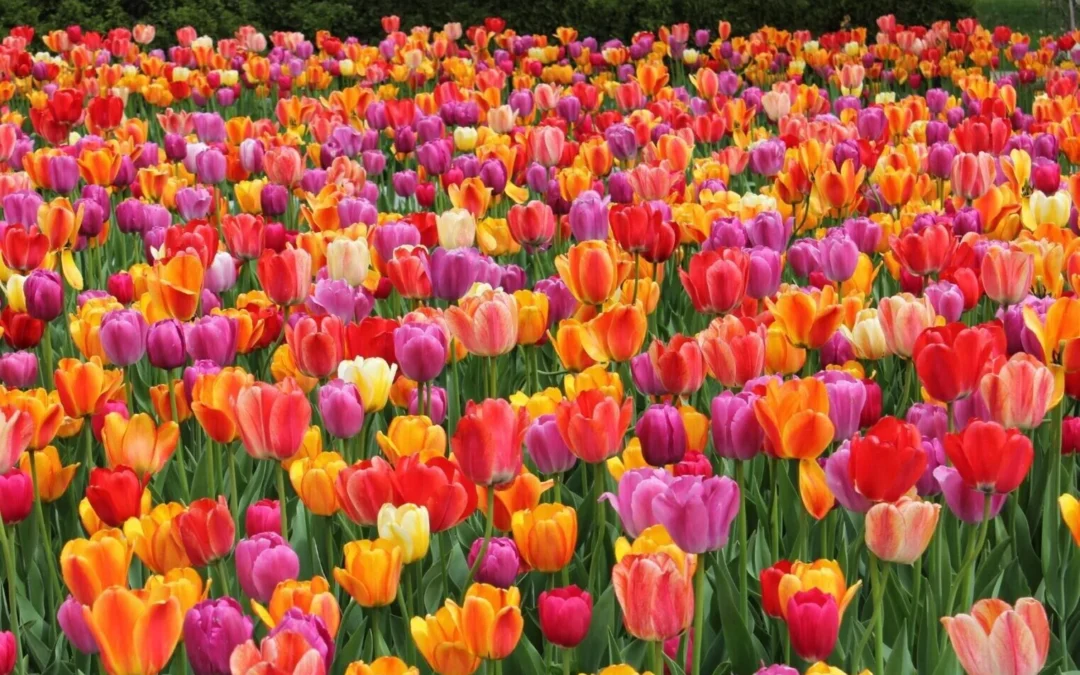 Plantation de bisannuelles