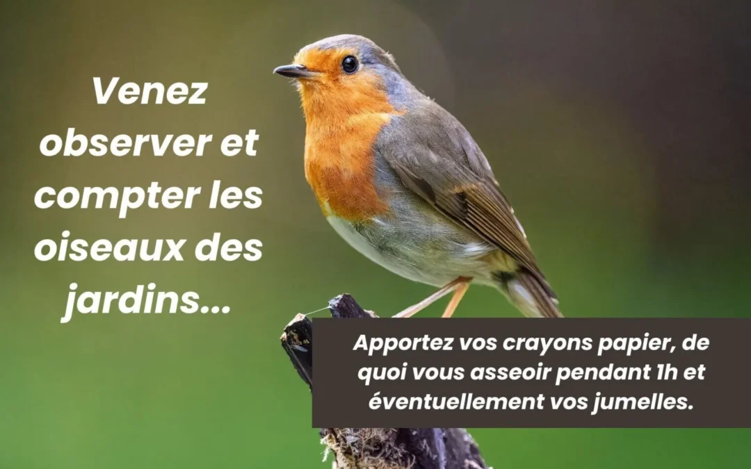 Comptage des oiseaux