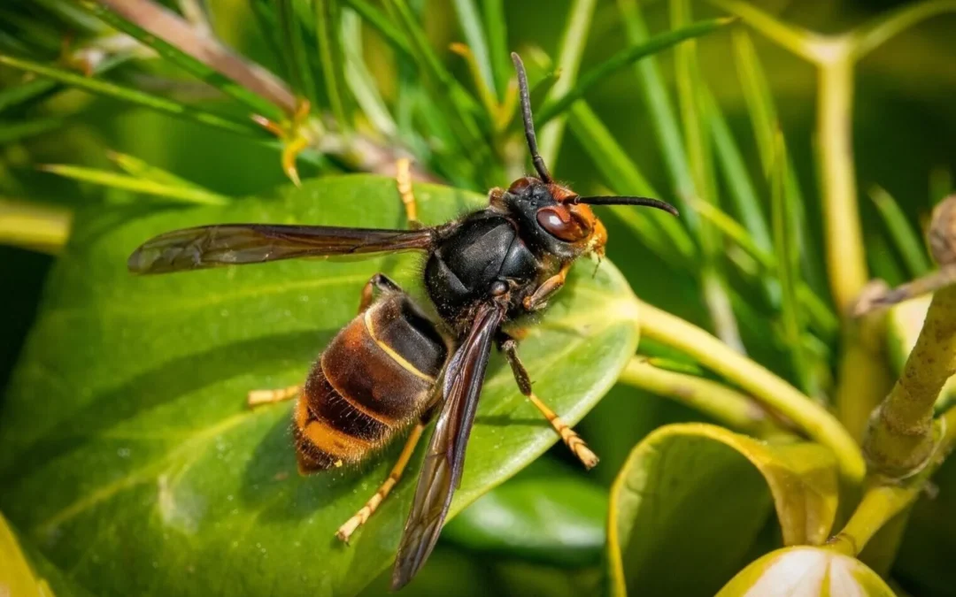 Réunion d&rsquo;information frelon asiatique